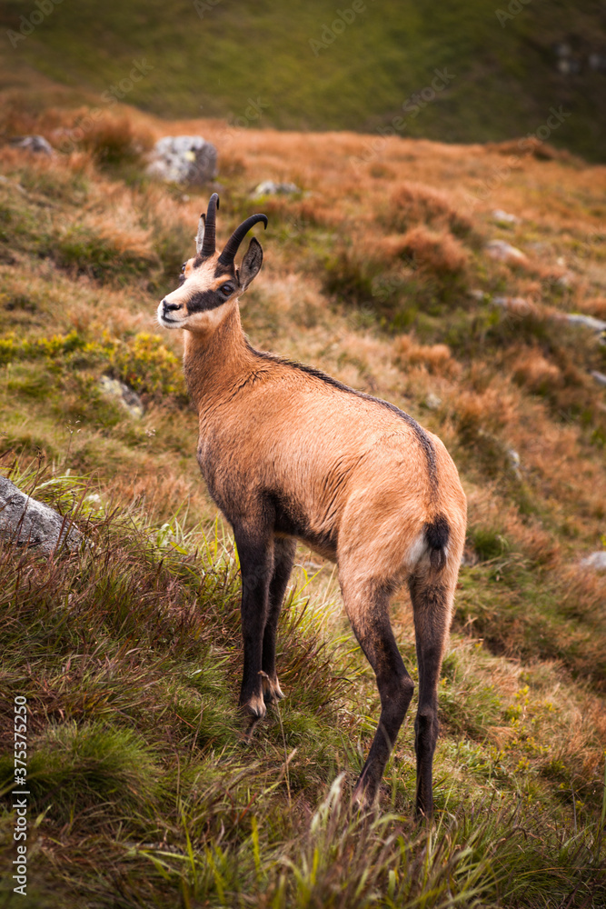Wild Tatra Chamois on the hill, Rupicapra rupicapra tatrica, Low Tatras mountains, Tatra National Park, Slovakia Wild Tatra Chamois on the hill, Rupicapra rupicapra tatrica, Low Tatras mountains, Tatra National Park, Slovakia