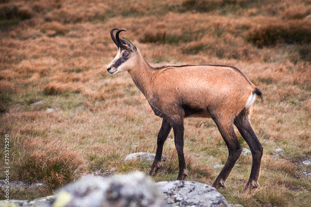 Wild Tatra Chamois on the hill, Rupicapra rupicapra tatrica, Low Tatras mountains, Tatra National Park, Slovakia Wild Tatra Chamois on the hill, Rupicapra rupicapra tatrica, Low Tatras mountains, Tatra National Park, Slovakia