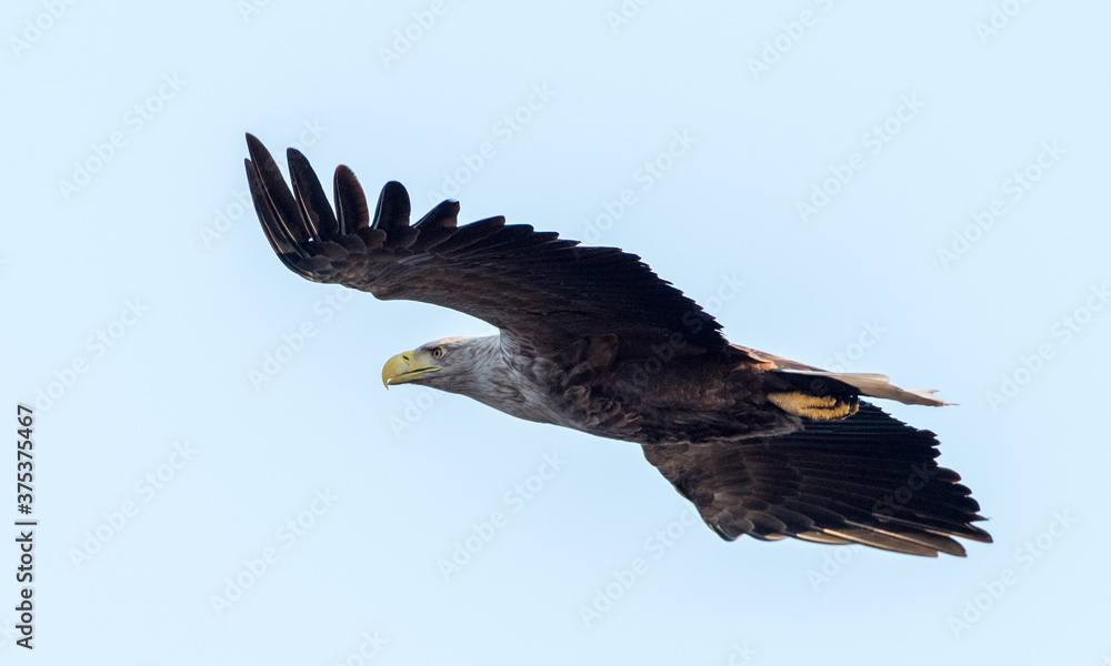 Obraz premium Seeadler