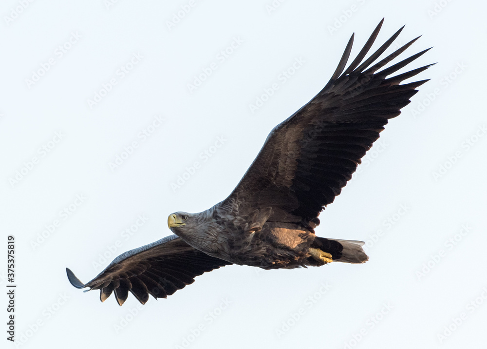 Seeadler im Flug