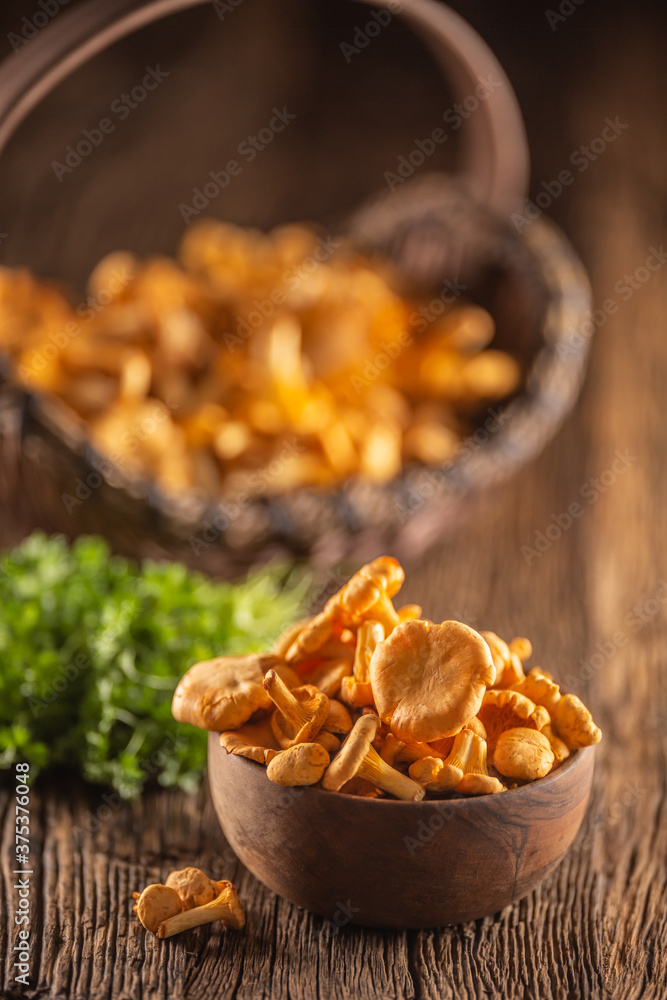 Fototapeta premium Raw chanterelles mushroom in wooden bowl with parsley herbs
