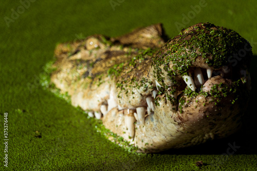 Close up photo of mouth and teeth of an Australian saltwater crocodile (Crocodylus porosus). © beau