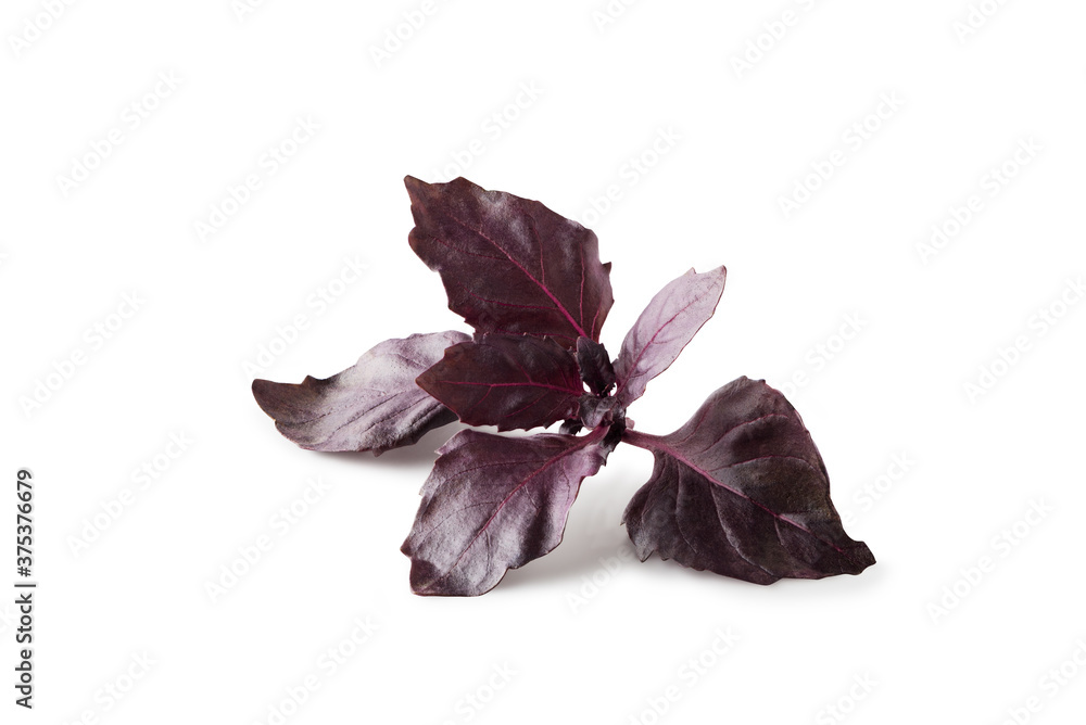 Fresh red basil leaves isolated on white background. Clipping path