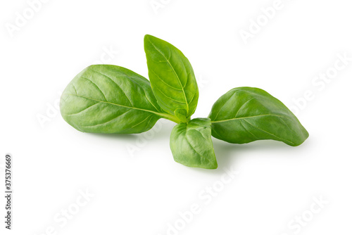 Fresh basil leaves isolated on white background. Clipping path
