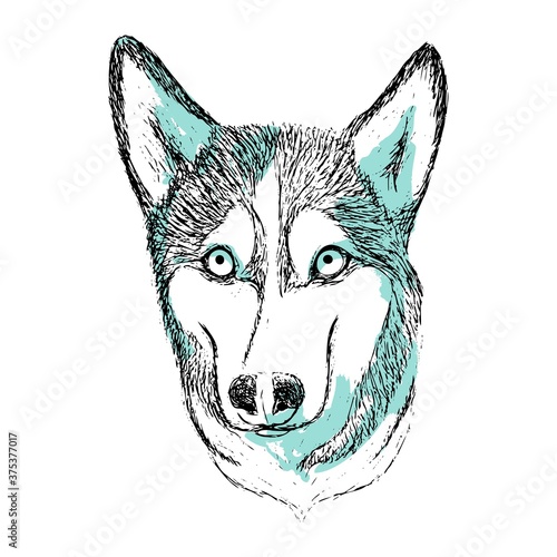 Vector hand drawn portrait of Siberian husky dog