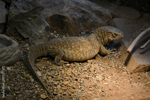Steppe monitors Varanus exanthematicus are native to Africa, where they inhabit steppes and grasslands. Steppe monitors are diurnal.