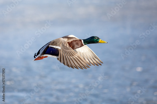 Single flying mallard duck with wings wide open in flight