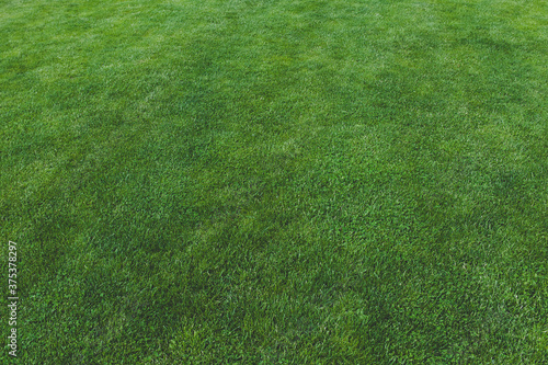 Green grass, lawn, meadow grass field for football