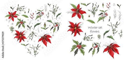 Set of winter flowers (poinsettia, white mistletoe, Holly) isolated on a white background. realistic hand-drawn doodles, colorful ornaments, decorations for seasonal cards, posters. Vintage style