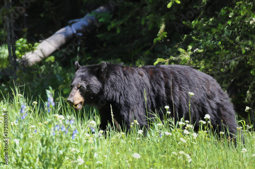 Brown bear in the grass in Yellowstone National Park