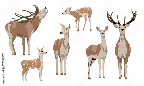 Collection red deer Isolated on white background. Females, males with branched horns and pups with spots. Noble deer. Vector illustration