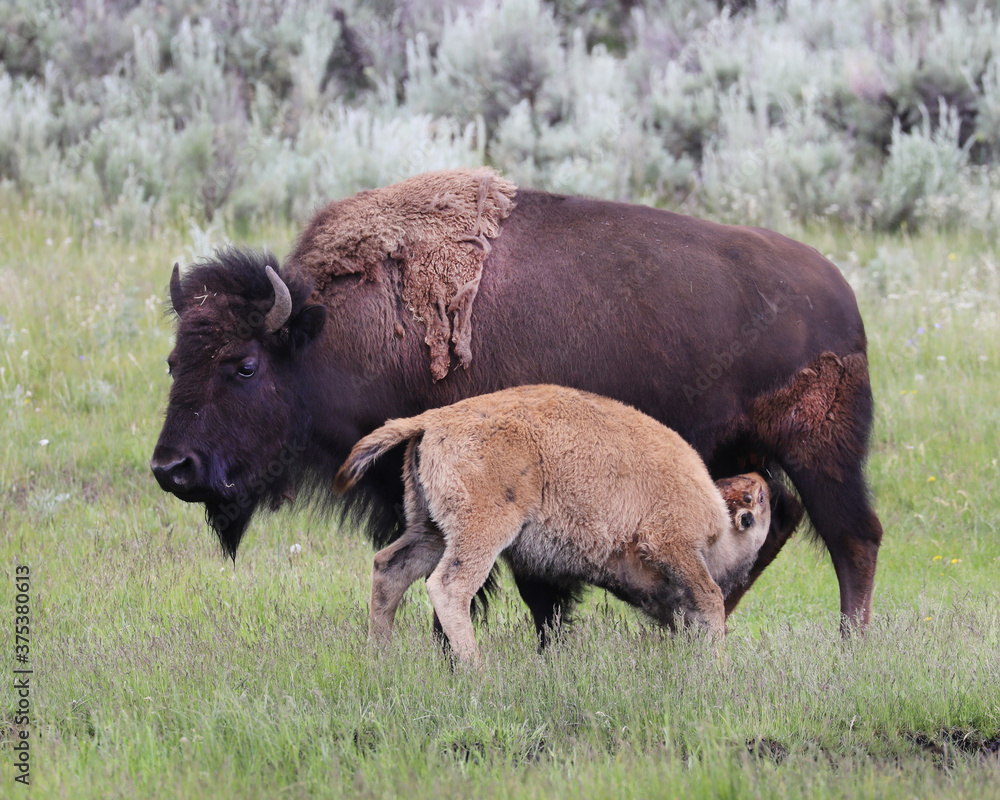 Baby bison nursing in Yellowstone National Park