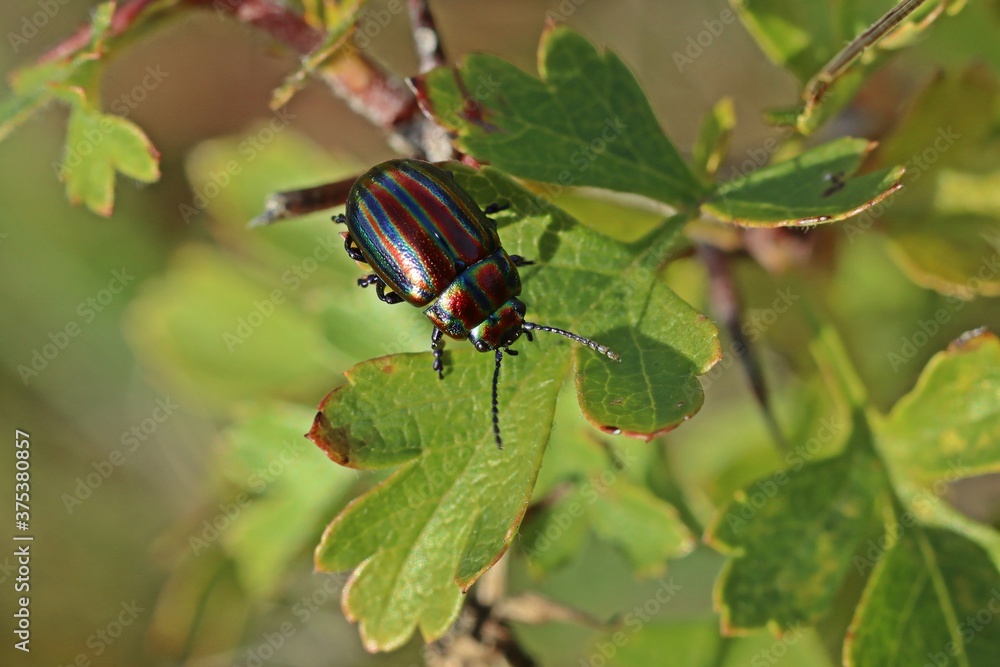 Regenbogen-Blattkäfer (Chrysolina cerealis) auf Weißdorn.