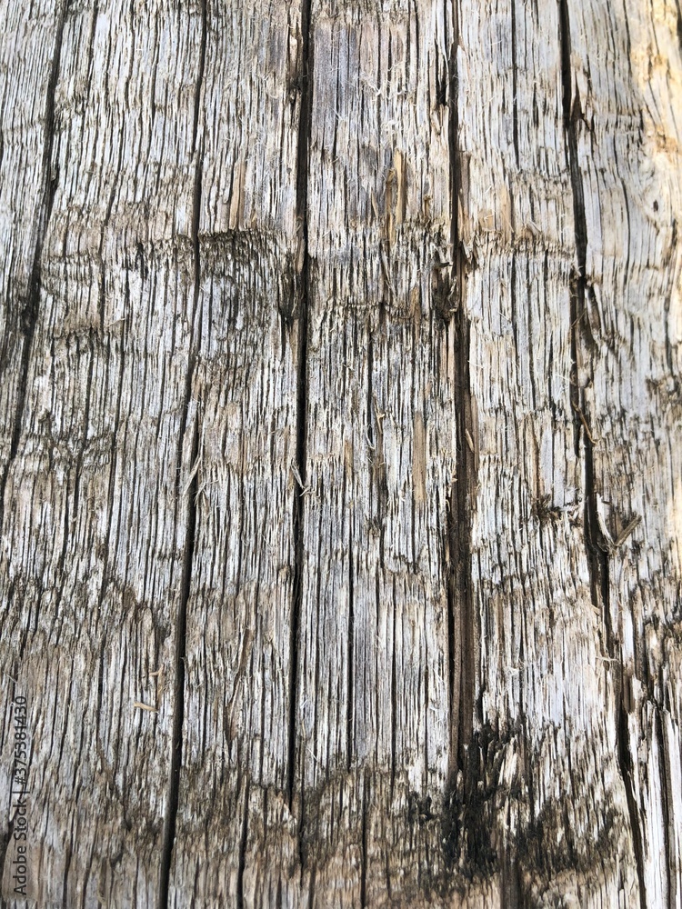 tree bark texture