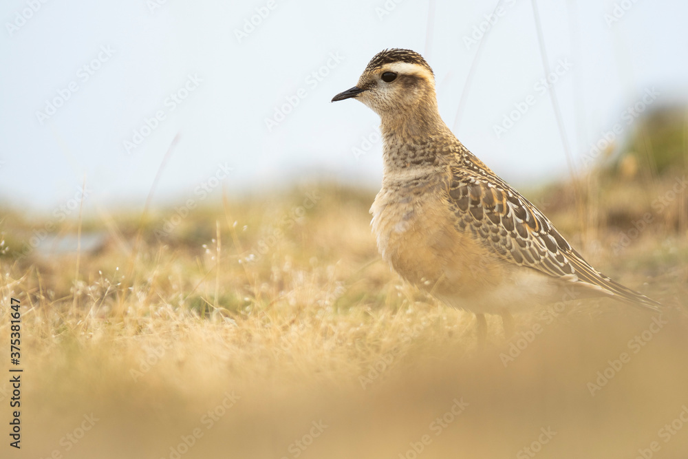 A dotterel (Charadrius morinellus) during its migration in Catalonia A dotterel (Charadrius morinellus) during its migration in Catalonia