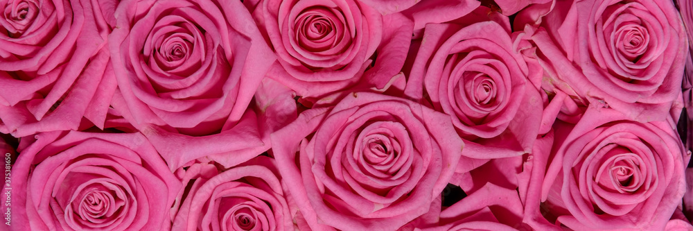 Background of beautiful flowers. Сlose up. Panorama... Background of beautiful flowers. Сlose up. Panorama...