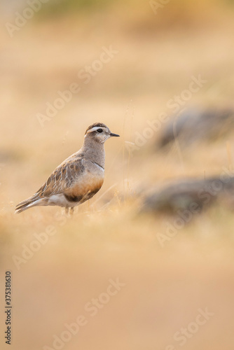 A dotterel (Charadrius morinellus) during its migration in Catalonia