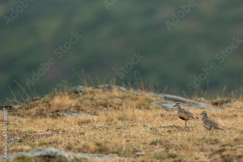 A dotterel (Charadrius morinellus) during its migration in Catalonia