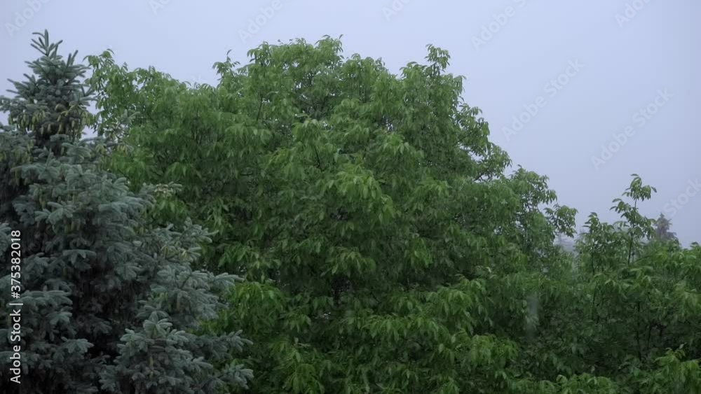 Heavy rain is falling on the background of trees Heavy rain is falling on the background of trees
