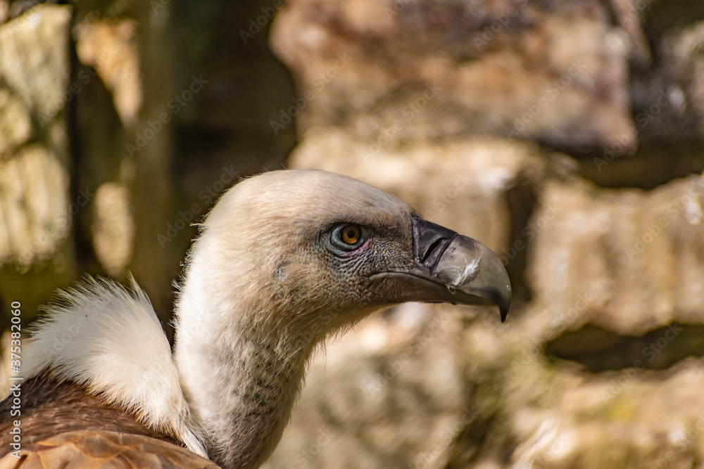 White-headed vulture. A large adult from the order Falconiformes and the family of hawks. Interesting animal feeds on carrion and raw meat, close-up White-headed vulture. A large adult from the order Falconiformes and the family of hawks. Interesting animal feeds on carrion and raw meat, close-up