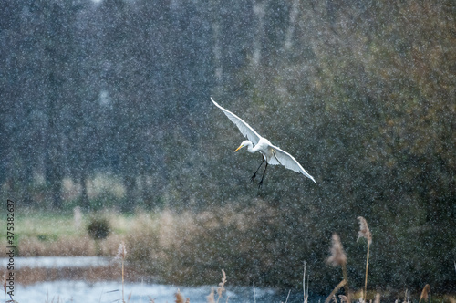 Silberreiher bei Schneefall photo