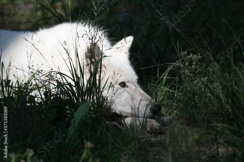 arctic wolf canis lupus