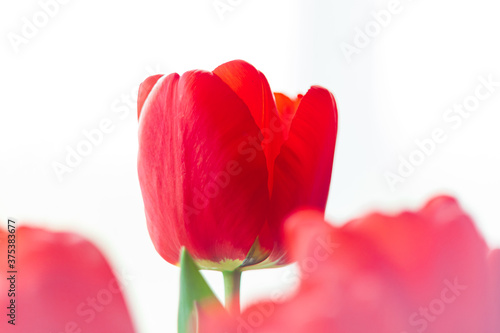 Close up blooming bouquet of amazing red tulips selective focus with natural daylight. Bright high key flowers banner  seasonal greeting card in minimalism style.