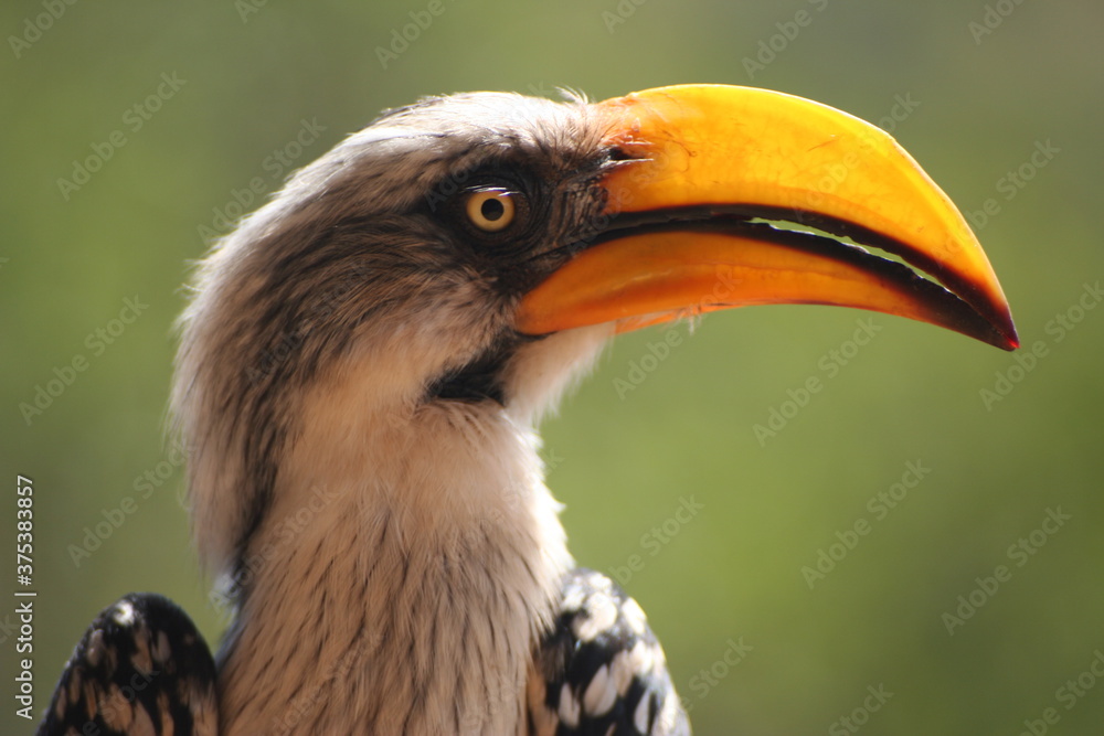 Toucan Ol Malo Toucan Ol Malo