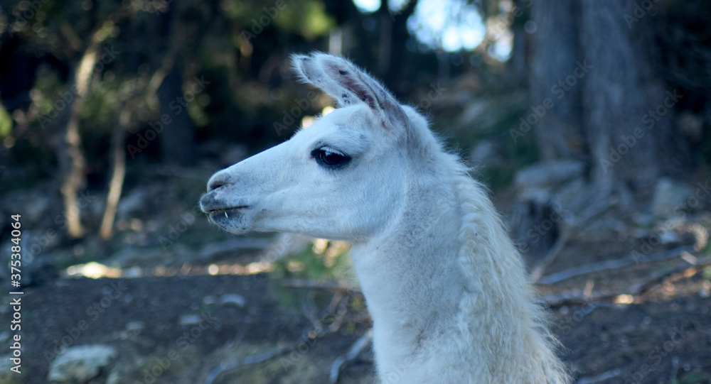 Elegant animal llama