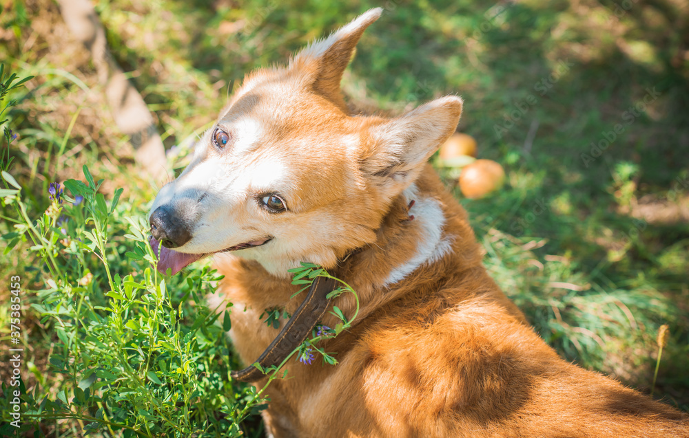 Nice dog of Corgi breed for a walk . The life of dogs. Pet are best friend Nice dog of Corgi breed for a walk . The life of dogs. Pet are best friend