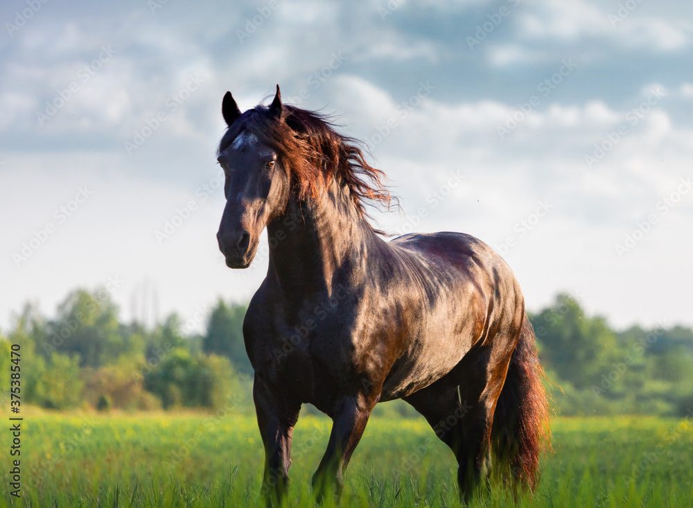 Fototapeta premium Black Friesian horse runs in summer time