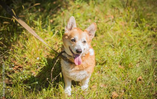 Nice dog of Corgi breed for a walk . The life of dogs. Pet are best friend 