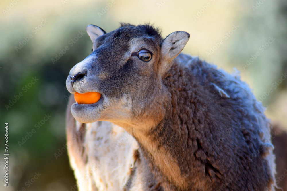 funny sheep with orange in mouth funny sheep with orange in mouth