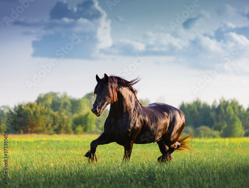 Black Friesian horse runs in summer time