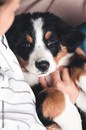 little puppy of bernese mountain dog on hands of fashionable girl with a nice manicure. animals © Svetlana