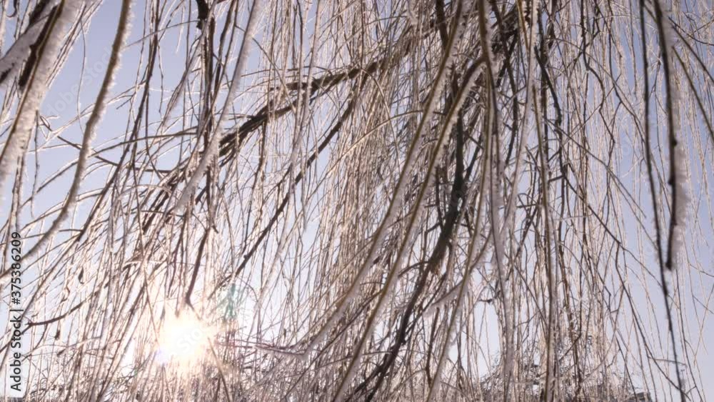 Branches covered with hoarfrost in the sunlight in the winter forest. The sun shines through the snow-covered tree branches. Winter's tale. Sun rays in the winter forest Branches covered with hoarfrost in the sunlight in the winter forest. The sun shines through the snow-covered tree branches. Winter's tale. Sun rays in the winter forest