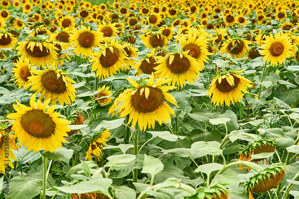 Fototapeta premium Field with bright yellow sunflowers.