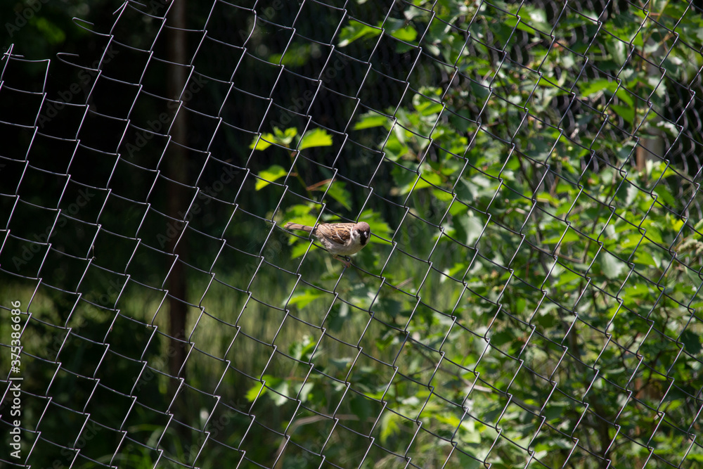 A Sparrow bird hangs on a net and looks straight at you.   Nature Of Europe. Summer Sunny day in the village.