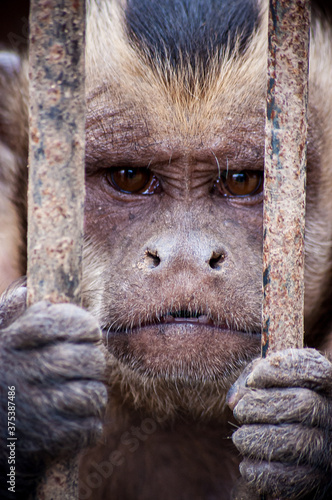 Imprisoned Monkey