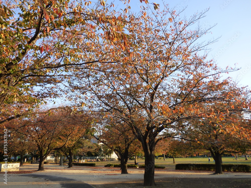 Naklejka premium Autumn in Tokyo