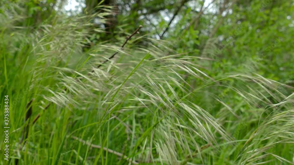 Meadow grass. Blowing wind bend blades of grass on field with mountains in background, Slovakia Meadow grass. Blowing wind bend blades of grass on field with mountains in background, Slovakia
