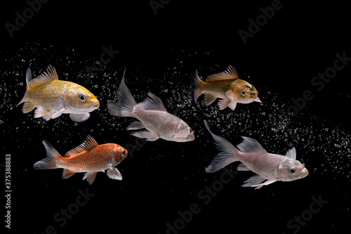 Photography koi fish swimming under water hyacinth plant