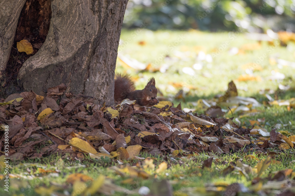 Eichhörnchen