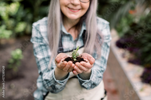 Closeup cropped image of hands of elderly female gardener, holding soil with young succulent plant for agriculture or planting, while standing in greenhouse. Focus on hands with soil