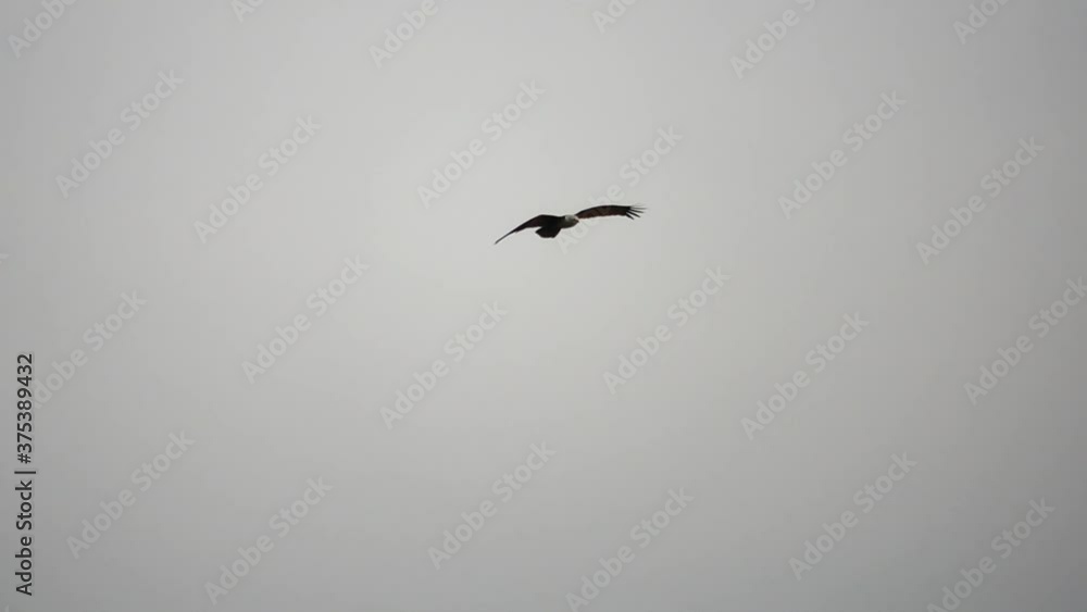 Bird of prey in flight at sunset.
Brahminy kite eagle with spreading red wings flying and soaring over big lake looking for prey ,hd slow motion low angle view. Bird of prey in flight at sunset.
Brahminy kite eagle with spreading red wings flying and soaring over big lake looking for prey ,hd slow motion low angle view.