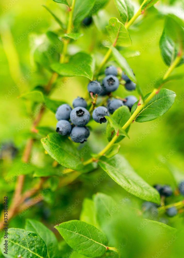 blueberry field, close-up view of juicy blueberry berries, harvest time, autumn blueberry field, close-up view of juicy blueberry berries, harvest time, autumn