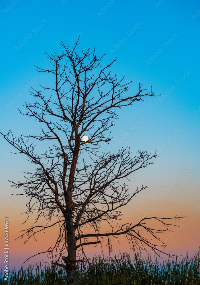 Beautiful evening landscape. A dry tree standing on the shore. The full moon lit up the starry sky. Beautiful evening landscape. A dry tree standing on the shore. The full moon lit up the starry sky.