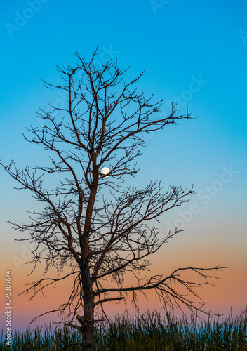 Beautiful evening landscape. A dry tree standing on the shore. The full moon lit up the starry sky.