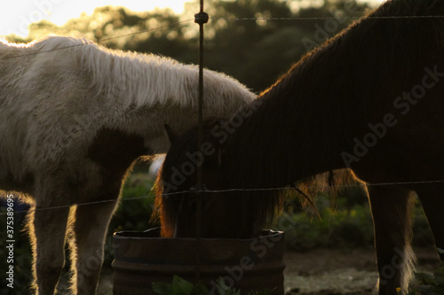 two young foals, white and brown, eating peacefully together at sunset at the stable, after a long journey