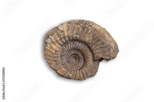 Ancient fossil cephalopod mollusc